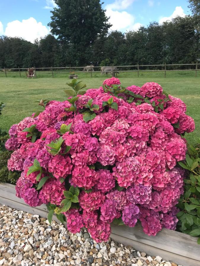 La Grange Aux Hortensias Thiergeville Exterior photo